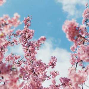 欧美videograti s
